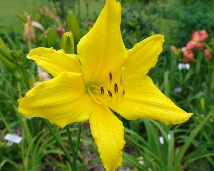 elf lily flower Dancing Elf Daylily