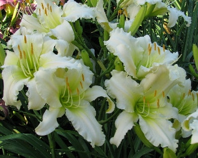 Dancing on Ice - Strictly Daylilies
