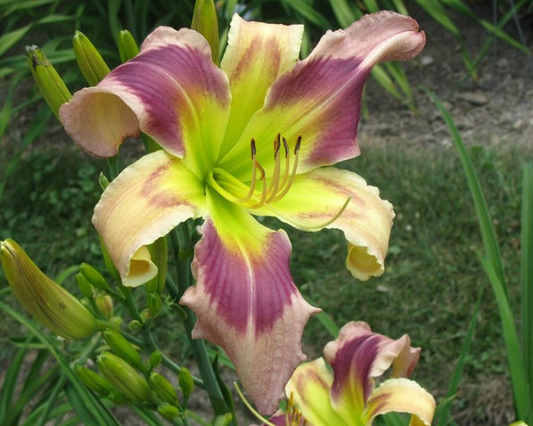 Dizzy Miss Lizzy - Strictly Daylilies