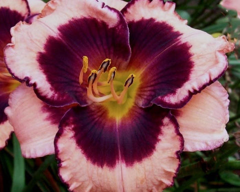 Don't Leave Empty-handed - Strictly Daylilies
