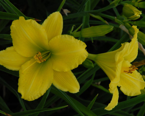 Green Flutter - Strictly Daylilies