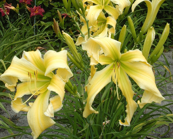 Heavenly Flight of Angels - Strictly Daylilies