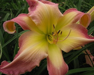 Hooked on Romance - Strictly Daylilies