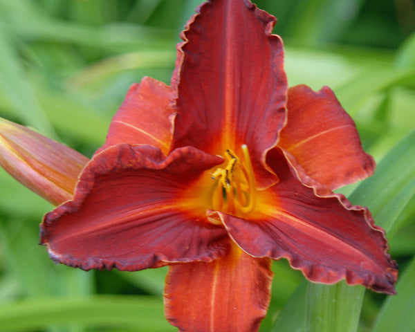 Hot Tamales and Red Hots