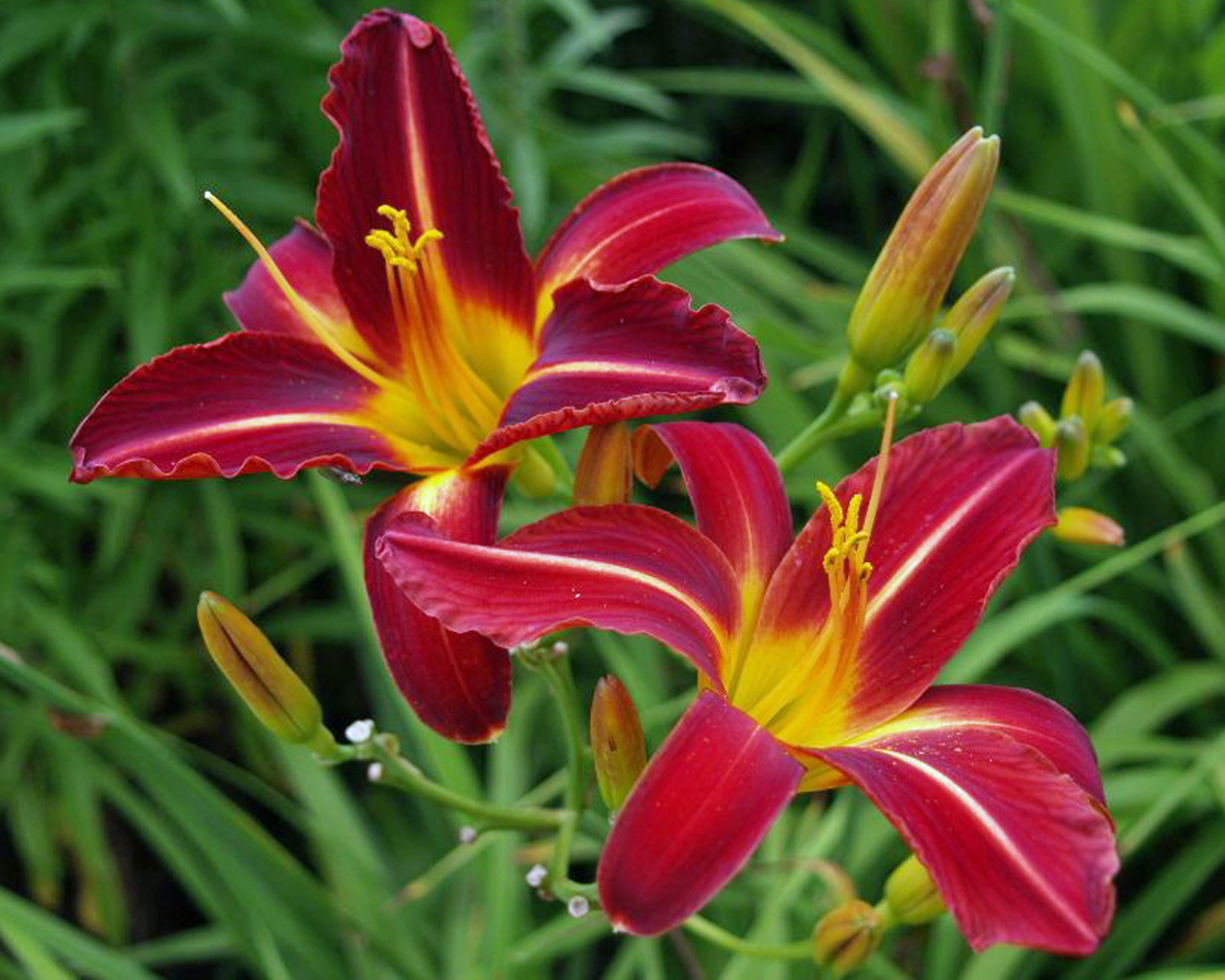 hemerocallis altissima Hemerocallis Stafford